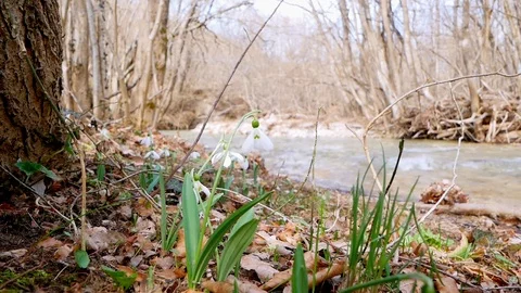 Snowdrops in the forest near the stream in spring Stock Footage 126574286