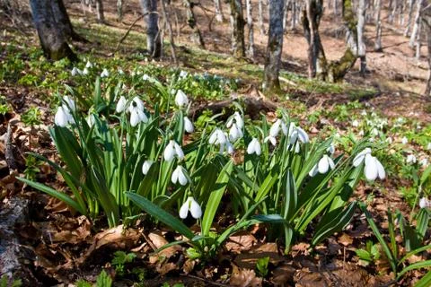 Snowdrops in forest Stock Photos