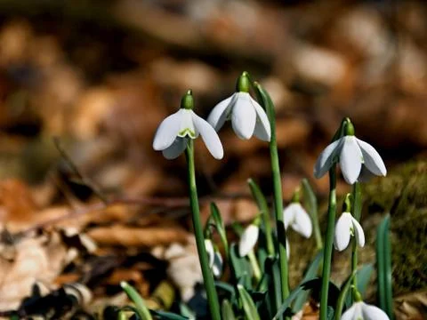 Snowdrops in forest Stock Photos