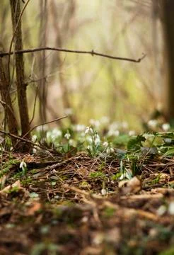 Snowdrops in a forest Stock Photos