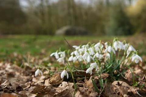 Snowdrops in forest Foto stock