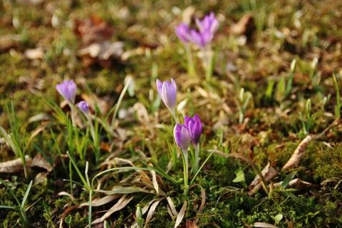 Snowdrops in the forest Stock Photos