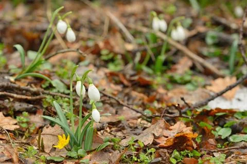 Snowdrops in forest Free Stock Photos