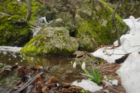 Snowdrops in forest Free Stock Photos