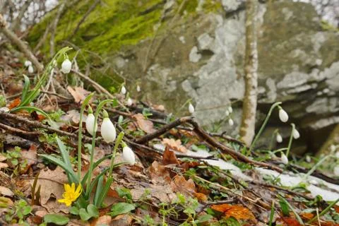 Snowdrops in forest Free Stock Photos