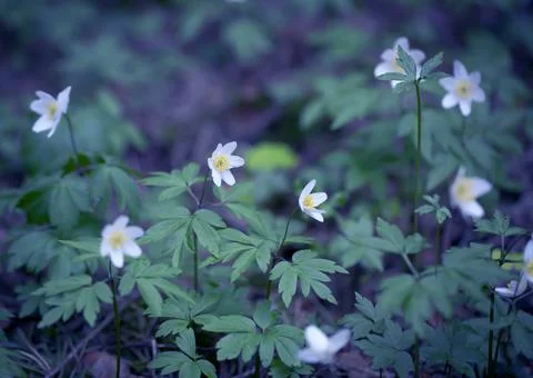 Snowdrops in the Forest. 스톡 사진