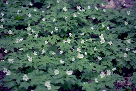 Snowdrops in the Forest. 스톡 사진