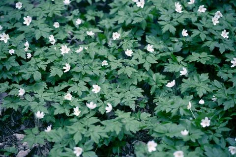 Snowdrops in the Forest. Stock Photos
