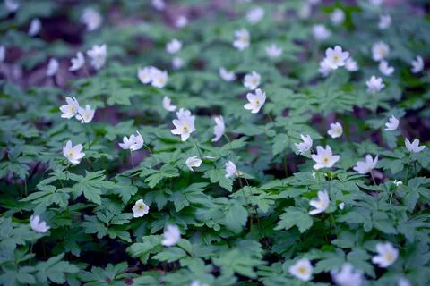 Snowdrops in the Forest. 스톡 사진