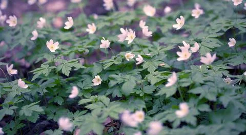 Snowdrops in the Forest. Stock Photos
