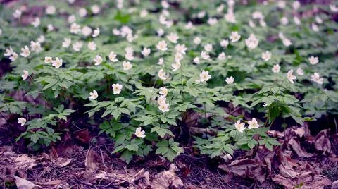 Snowdrops in the Forest. Stock Photos