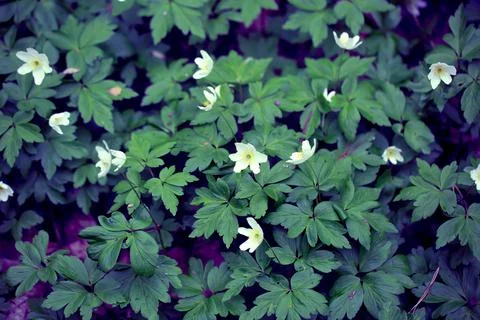 Snowdrops in the Forest. Foto stock