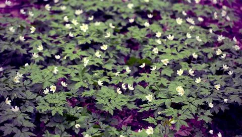 Snowdrops in the Forest. Stock Photos