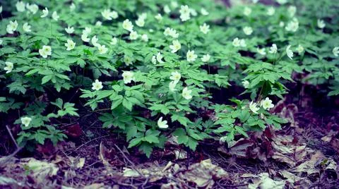 Snowdrops in the Forest. Stock Photos