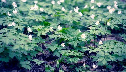 Snowdrops in the Forest. 스톡 사진
