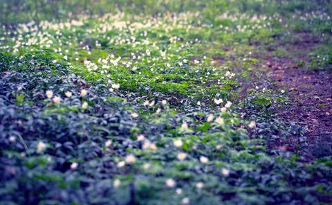 Snowdrops in the Forest. Stock Photos
