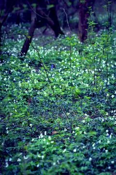 Snowdrops in the Forest. 스톡 사진