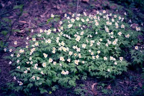 Snowdrops in the Forest. Foto stock