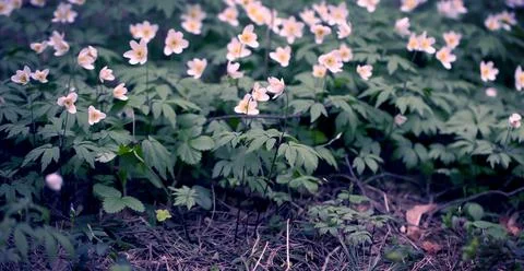 Snowdrops in the Forest. Stock Photos