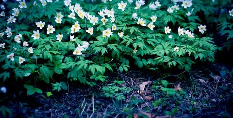 Snowdrops in the Forest. Stock Photos