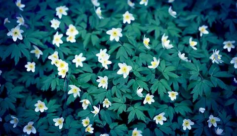 Snowdrops in the Forest. Stock Photos