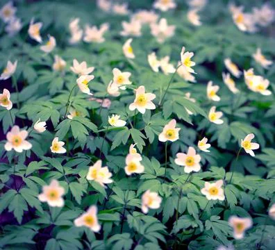 Snowdrops in the Forest. Stock-Fotos