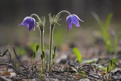 Snowdrops in the forest Stock Photos