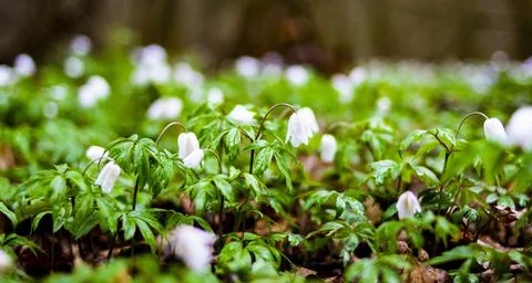 Snowdrops in the forest in spring after rain. Many white flowers in the Stock Photos