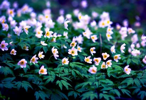 Snowdrops in the Forest. Spring Background with Blooming Flowers. 스톡 사진