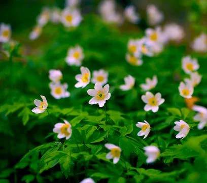 Snowdrops in the Forest. Spring Background with Blooming Flowers. Stock-Fotos