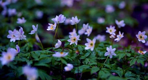 Snowdrops in the Forest. Spring Background with Blooming Flowers. Stock Photos