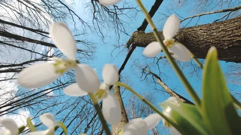 Snowdrops in the forest. spring forest. flowering snowdrops. blooming snowdrops Stock Footage 166892070