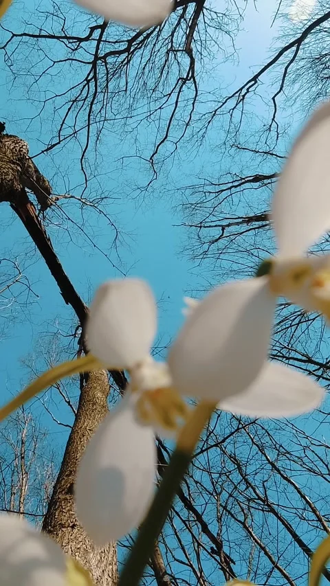 Snowdrops in the forest. spring forest. flowering snowdrops. blooming snowdrops Stock Footage 310405948