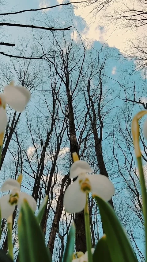 Snowdrops in the forest. spring forest. flowering snowdrops. blooming snowdrops Stock Footage 311644569