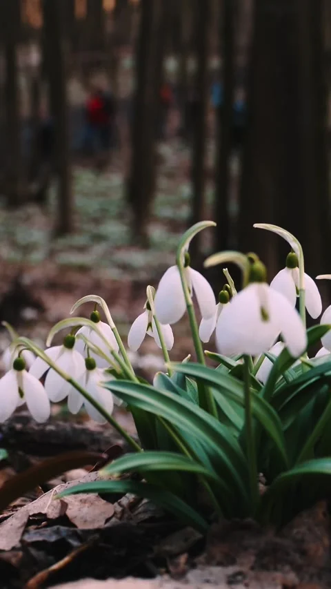 Snowdrops in the forest. spring forest. flowering snowdrops. tourists come to Stock Footage 315366431