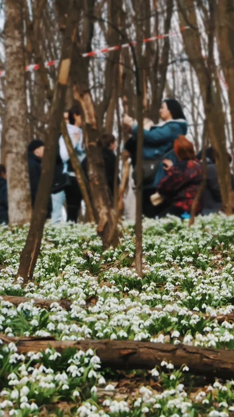 Snowdrops in the forest. spring forest. flowering snowdrops. tourists come to Stock-Footage 316894107