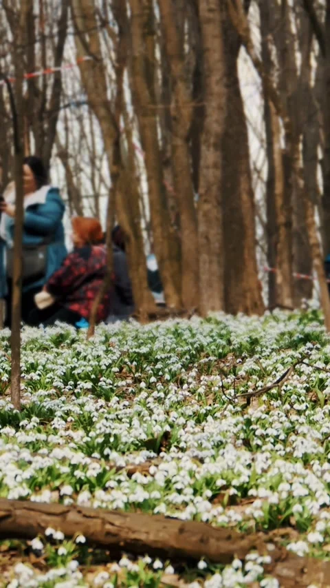 Snowdrops in the forest. spring forest. flowering snowdrops. tourists come to Stock Footage 316988030