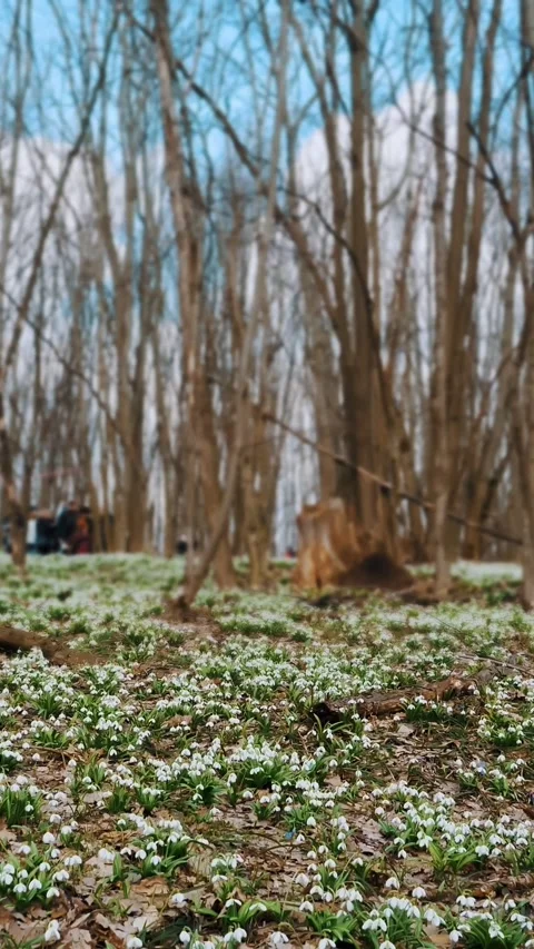 Snowdrops in the forest. spring forest. flowering snowdrops. tourists come to Stock Footage 317171285