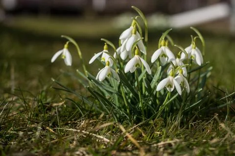 Snowdrops in a forest with sunlight close up, springtime, copy space, square. Stock Photos