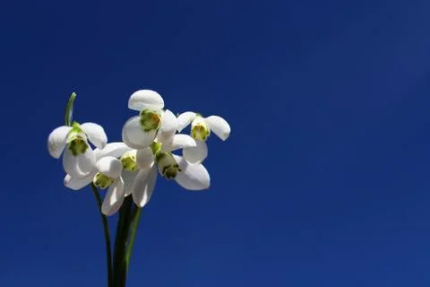 Snowdrops in front of the blue sky Stock Photos