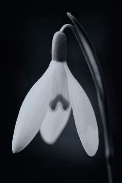 Snowdrops - Galanthus - macro 스톡 사진