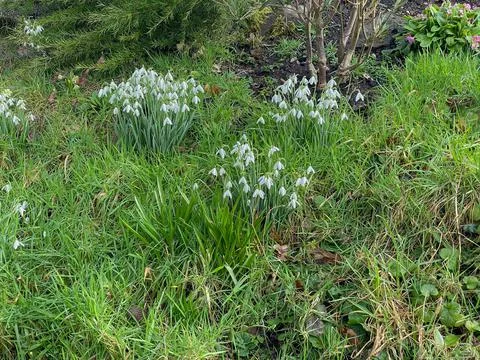 Snowdrops (Galanthus) Newlane,Devon-16 Feb 2021-36 Stock Photos