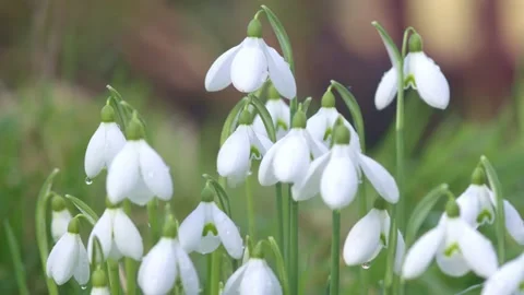 Snowdrops - Galanthus nivalis - fixed focus on a small group of flowers.  Stock Footage 168233756