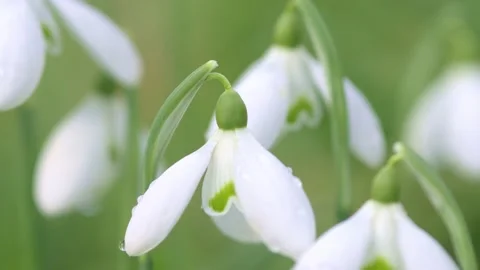 Snowdrops - Galanthus nivalis - fixed focus and close-up, 4k. Stock Footage 168233771