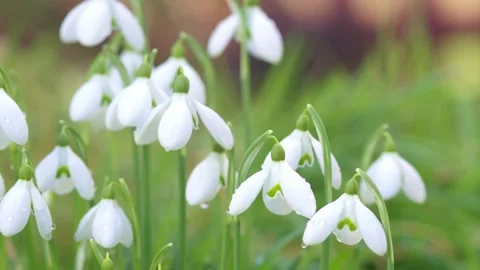 Snowdrops - Galanthus nivalis - pull-focus on a small group of flowers. Stock Footage 168232766