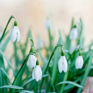 Snowdrops in the garden Stock Photos