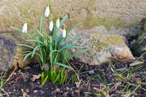 Snowdrops in the garden Stock Photos
