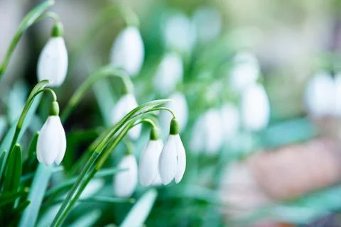 Snowdrops in the garden Stock Photos