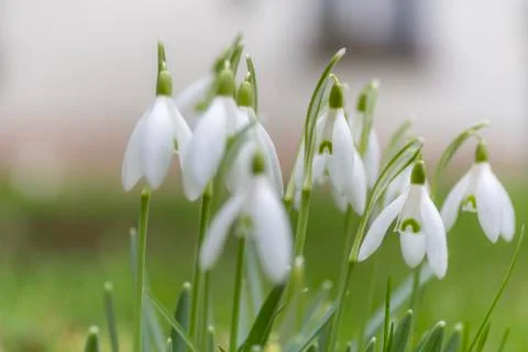 Snowdrops in the garden Stock Photos