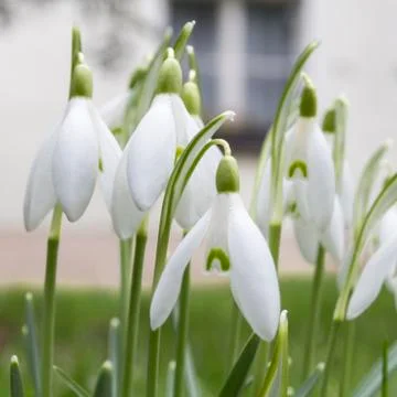 Snowdrops in the garden Stock Photos